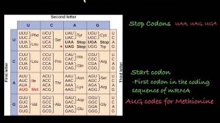 The Genetic Code how to translate mRNA [upl. by Slaohcin903]