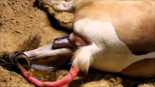 Birth of a baby horsefoals receive oxygen through the umbilical cord [upl. by Carole806]