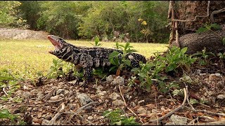 Tegu Attacks Dog 01 [upl. by Neirda589]