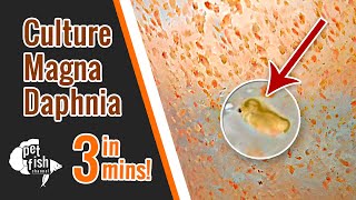 How to culture DAPHNIA MAGNA  The easy way [upl. by Questa787]