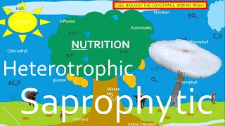 Autotrophic Heterotrophic and Saprophytic Nutrition  CSEC BIOLOGY TCP [upl. by Shuler]