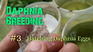 Daphnia Culture made simple and easy 3  Hatching Daphnia eggs [upl. by Sixel]