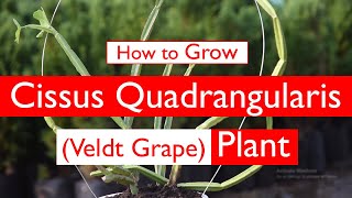 How to Grow Cissus quadrangularis Veldt Grape Plant [upl. by Seidnac]