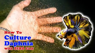 How to Culture Daphnia with ZERO Cost  Unlimited Live Food For Our Fish [upl. by Morie90]