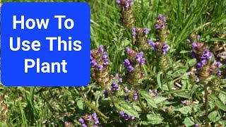 What Plant Is That Edible amp Medicinal Plants In Your Yard  HealAll Prunella vulgaris [upl. by Zaccaria]