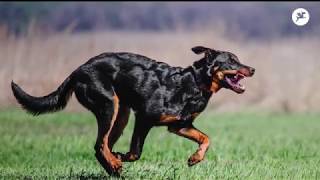 Le Beauceron  Berger de Beauce [upl. by Clapp278]