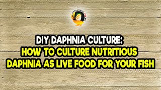 DIY Daphnia Culture How to Culture Nutritious Daphnia as Live Food for Your Fish [upl. by Ingles]