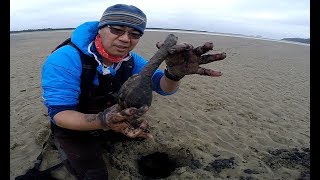 Digging for big clams on the Oregon coast [upl. by Yrebmik]