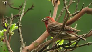 Vibrant Red House Finch [upl. by Adarbil]