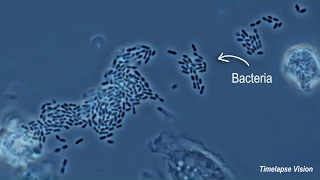 Immune Cells Eating Bacteria Phagocytosis [upl. by Ymas]