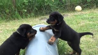 chiot beauceron [upl. by Udella]