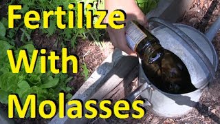 How to Fertilize Your Garden With Molasses [upl. by Kiefer]