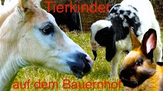 Tierkinder auf dem Bauernhof  Süße Kälber Fohlen Lämmer Ferkel und Küken Kinderfilm Tiere HD [upl. by Anilasor]