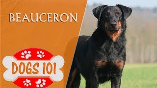 Dogs 101  BEAUCERON  Top Dog Facts about the Beauceron [upl. by Fidela]