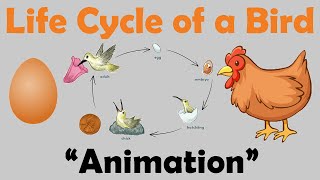 BIRD LIFE CYCLE  Animation [upl. by Blim329]