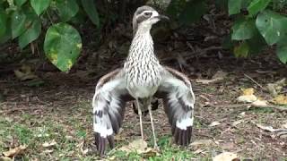 The threat display of the Bush stonecurlew [upl. by Marketa]