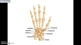 Overview of UL 1  Bones and Joints of Upper Limb  Dr Ahmed Farid [upl. by Lytsyrk]