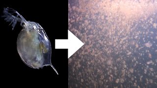 How I Culture Daphnia [upl. by Persas313]