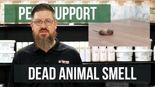 How do I Get Rid of Dead Animal Smells  Pest Support [upl. by Gary]