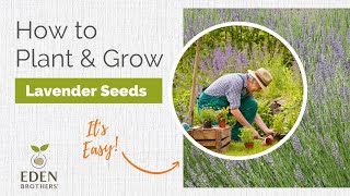 Lavender  How to Grow from Seed [upl. by Feldt]