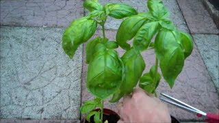 How to Grow Basil from Seed [upl. by Nylissej282]