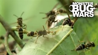 Green Ants Vs Paper Wasps  MONSTER BUG WARS [upl. by Hurless371]