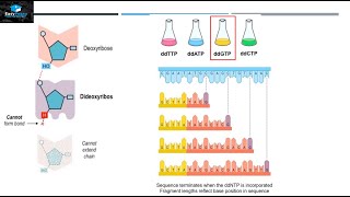 DNA Sequencing By Sanger Method [upl. by Sellers930]