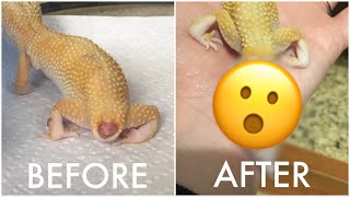 Elia’s New Tail  Tail Regeneration in Leopard Geckos [upl. by Nerb]