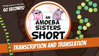 Transcription and Translation Steps in Protein Synthesis  Amoeba Sisters Shorts [upl. by Little]