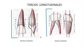 Tercios Dentales [upl. by Sorazal]