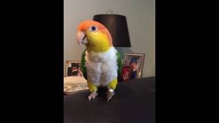 Tory the Caique parrot sings Classical Music Offenbach quotCan Canquot song [upl. by Kcirdef918]