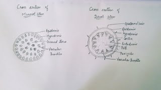 How to draw Monocot and Dicot stem [upl. by Ilesara]