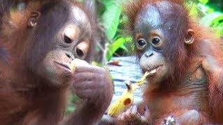 Amazing ORANGUTAN TOUR Borneo [upl. by Allyn]