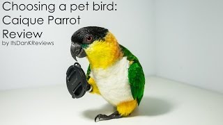 Choosing a Pet Bird  Caique Parrot Review [upl. by Namyaw]