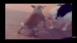 Dog twerking to peepeepoopoo song for 1 hour [upl. by Olag]