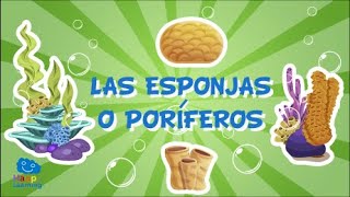 LAS ESPONJAS O PORÍFEROS Animales Invertebrados  Videos Educativos para Niños [upl. by Ahsaeit]