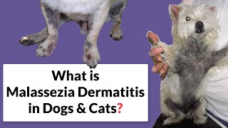 Malassezia Dermatitis in Dogs amp Cats Symptoms amp Treatment [upl. by Acirtap]