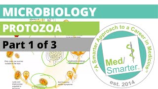 Protozoa  Microbiology  USMLE STEP 1  Part 1 of 3 [upl. by Hump]