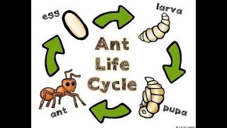 The Ant Life cycle with Diana [upl. by Studner]