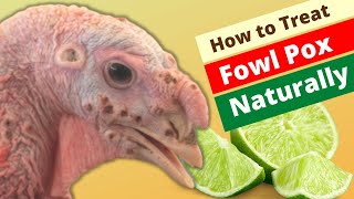 How to Treat Fowl Pox in Chickens amp Turkey Naturally with Lime Made Simple [upl. by Pressey]