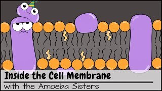 Inside the Cell Membrane [upl. by Yanehc456]