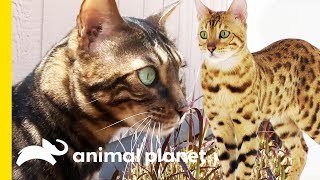 These Beautiful Bengal Cats Are Incredibly Intelligent  Cats 101 [upl. by Chaing]