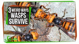 3 Wasps That Will Do Anything to Survive [upl. by Liw311]