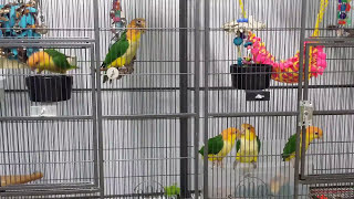 Caique Parrot Noises  Listen to Whitebellied Caique Babies [upl. by Yllek]