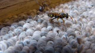 Wasp vs spider Death Match [upl. by Reinke]