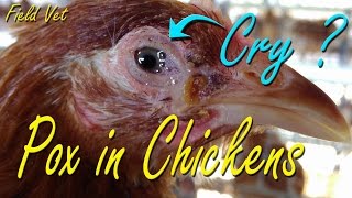 Fowl Pox Avian Pox symptoms in Chicken Poultry Diseases Chicken Farming [upl. by Hopkins]