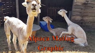 Alpaca Mating  Graphic [upl. by Pfister]