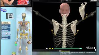 How Scapular Movement Works 3D Anatomy amp Diagrams [upl. by Yelahs]