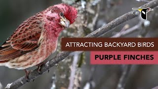 Attracting Backyard Birds Purple Finches [upl. by Hiller]