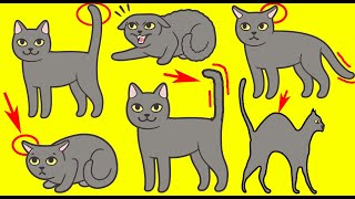 Cat Body Language Explained [upl. by Edmunda938]